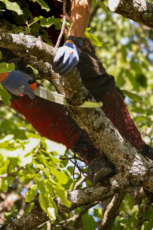 Coupe d'une branche à la scie à main